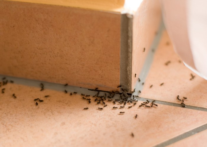 Ameisen im wohnzimmer bekämpfen